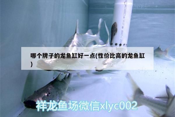 什么牌子龍魚缸性價比高又好用：哪些品牌的龍魚魚缸性價比比較高