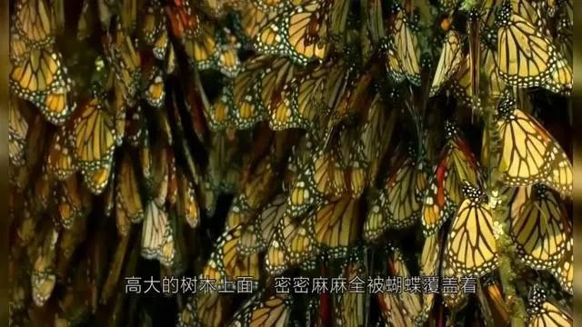 有哪些專業(yè)的攝影論壇可以參考？