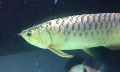 龍魚死了為主人擋災(zāi)了：龍魚死了為主人擋災(zāi)了嗎？ 龍魚死了為主人擋災(zāi)了：龍魚死了為主人擋災(zāi)了嗎？ 龍魚百科 第1張