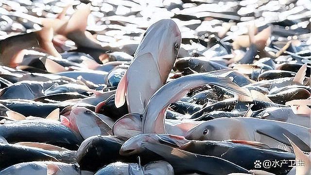 龍魚浮頭正確做法