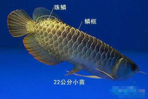 金龍魚如何發色快一點圖片