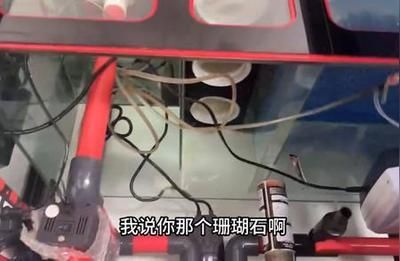 龍魚過濾要用珊瑚石嗎（龍魚過濾需用珊瑚石嗎）