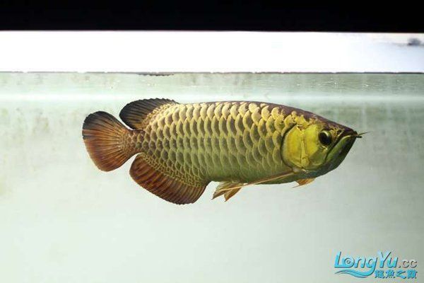 哪里有野生金龍魚 哪里有野生金龍魚 龍魚百科 第1張