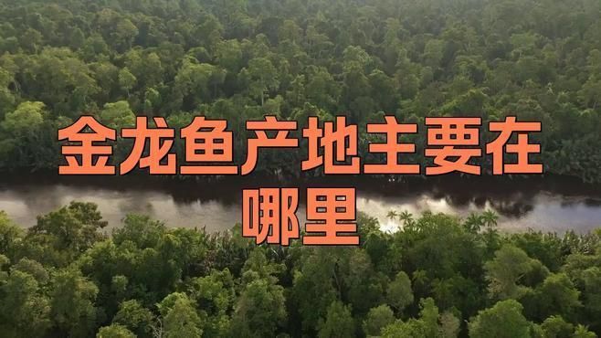 哪里有野生金龍魚 哪里有野生金龍魚 龍魚百科 第4張