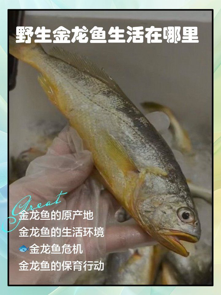 哪里有野生金龍魚 哪里有野生金龍魚 龍魚百科 第3張