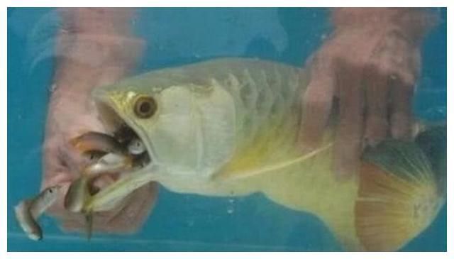 金龍魚不吃東西趴缸：金龍魚趴缸不吃東西怎么辦