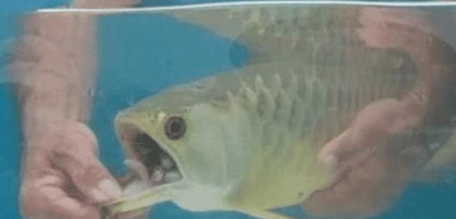 金龍魚不吃東西趴缸：金龍魚趴缸不吃東西怎么辦