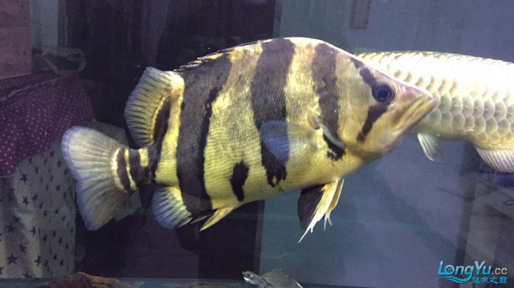 <strong><mark>深圳</mark></strong>魚友價(jià)出售35公分三紋印尼虎