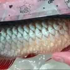 龍魚增色的食物選擇（龍魚增色的方法）