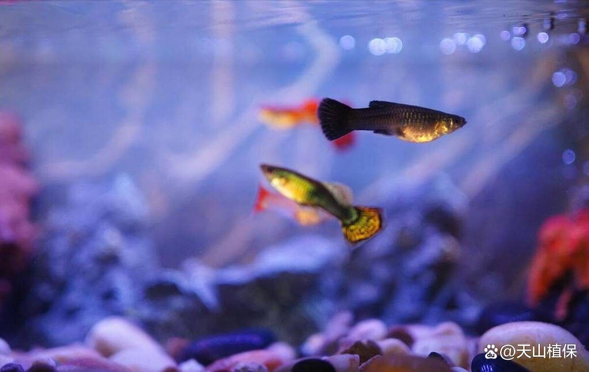 過背金龍藍底多久喂一次？ 過背金龍藍底多久喂一次？ 龍魚百科 第8張