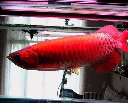 龍魚喂食什么食物，龍魚的飲食應(yīng)多樣化，龍魚喂養(yǎng)技巧