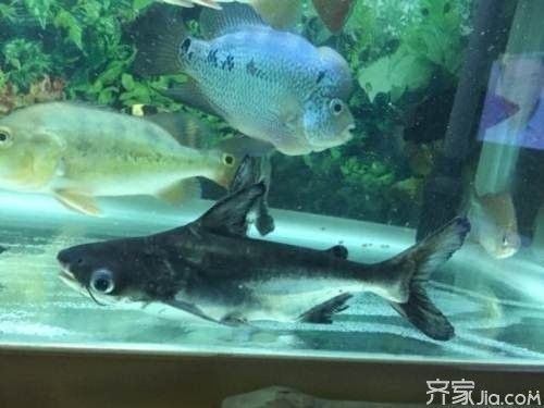 龍魚和汗鯊混養 龍魚和汗鯊混養 龍魚百科 第5張