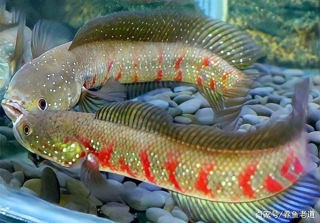 龍魚和汗鯊混養 龍魚和汗鯊混養 龍魚百科 第3張