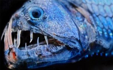 我要看龍魚的：龍魚品種有哪些？