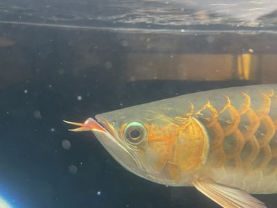 我要看龍魚的：龍魚品種有哪些？