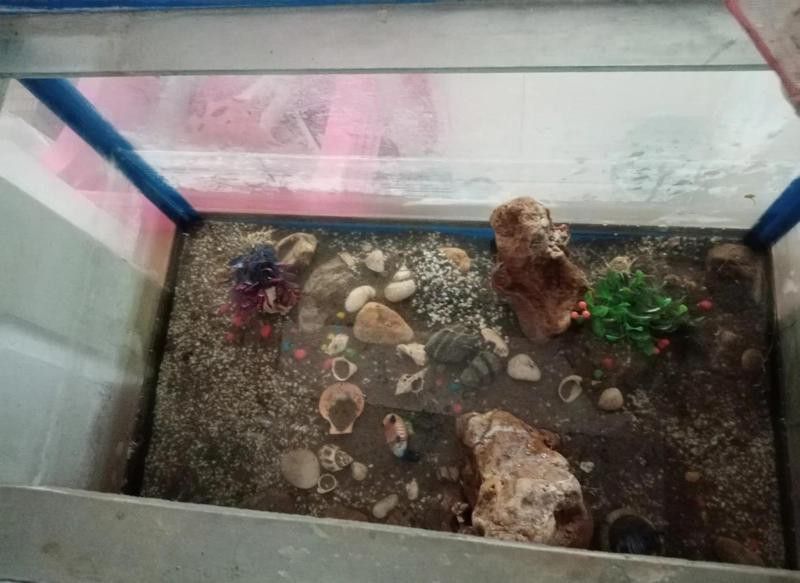 如何清潔魚缸中的龍形擺件？ 如何清潔魚缸中的龍形擺件？ 龍魚百科 第1張