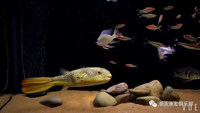 如何清潔魚缸中的龍形擺件？ 如何清潔魚缸中的龍形擺件？ 龍魚百科 第4張