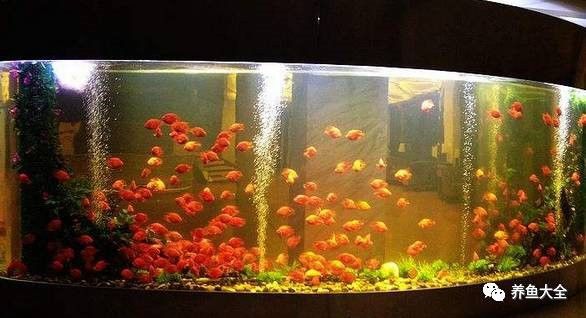 如何清潔魚缸中的龍形擺件？ 如何清潔魚缸中的龍形擺件？ 龍魚百科 第2張
