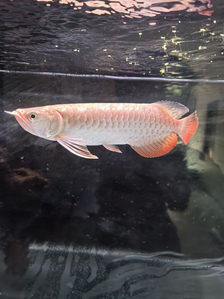 超血紅龍魚幼魚
