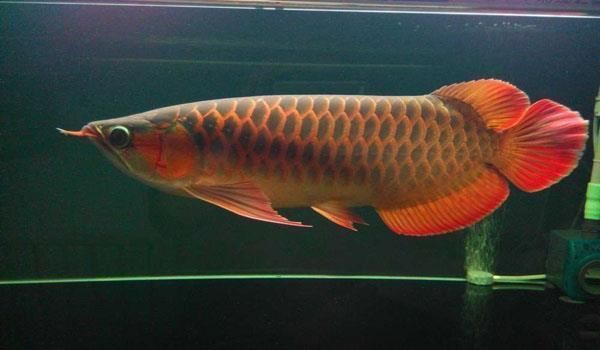 紅龍魚一般喂什么食物好，