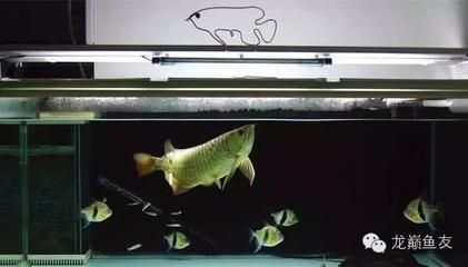龍魚不過濾能堅持幾天不喂食：龍魚不過濾能堅持幾天不喂食嗎？