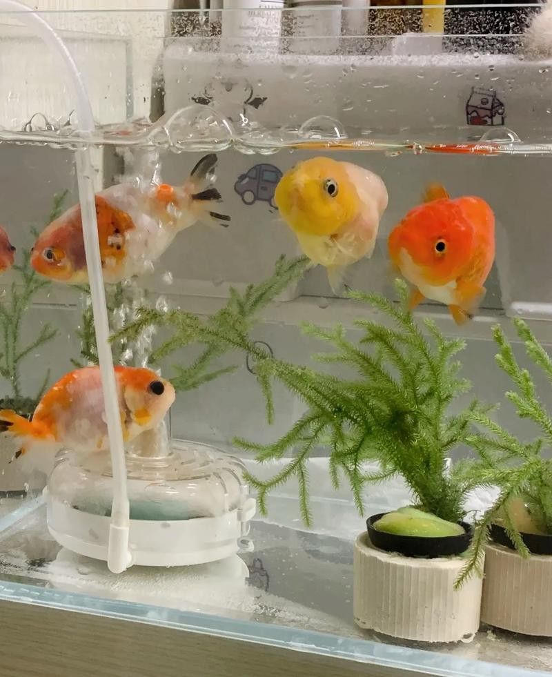 白金龍魚圖片高清