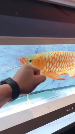 白金龍魚圖片高清