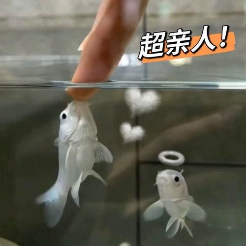 白金龍魚圖片高清