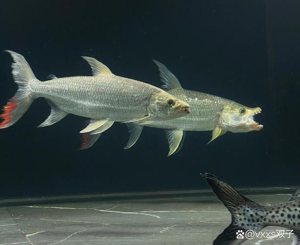 白金龍魚圖片高清