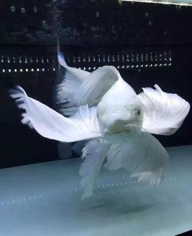 白金龍魚圖片高清