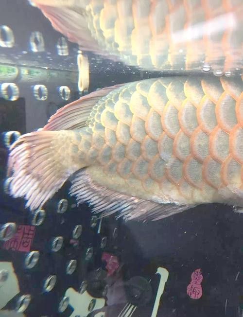 白金龍魚圖片高清