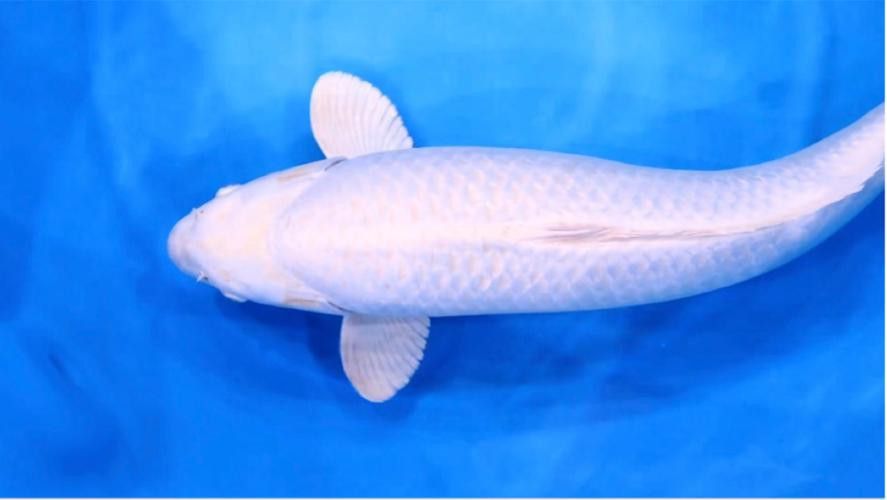 白金龍魚圖片高清