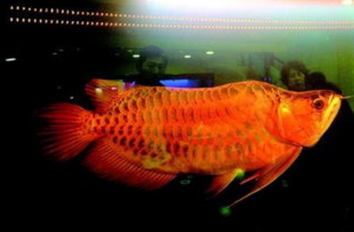 白金龍魚圖片高清