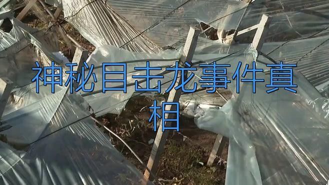 龍的目擊事件是否被科學(xué)證實(shí)？