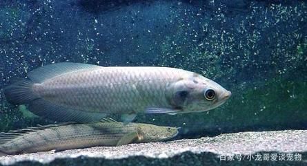龍魚只吃活食不吃飼料怎么辦：龍魚只吃活食不吃飼料時，可以采取以下幾種方法來解決問題