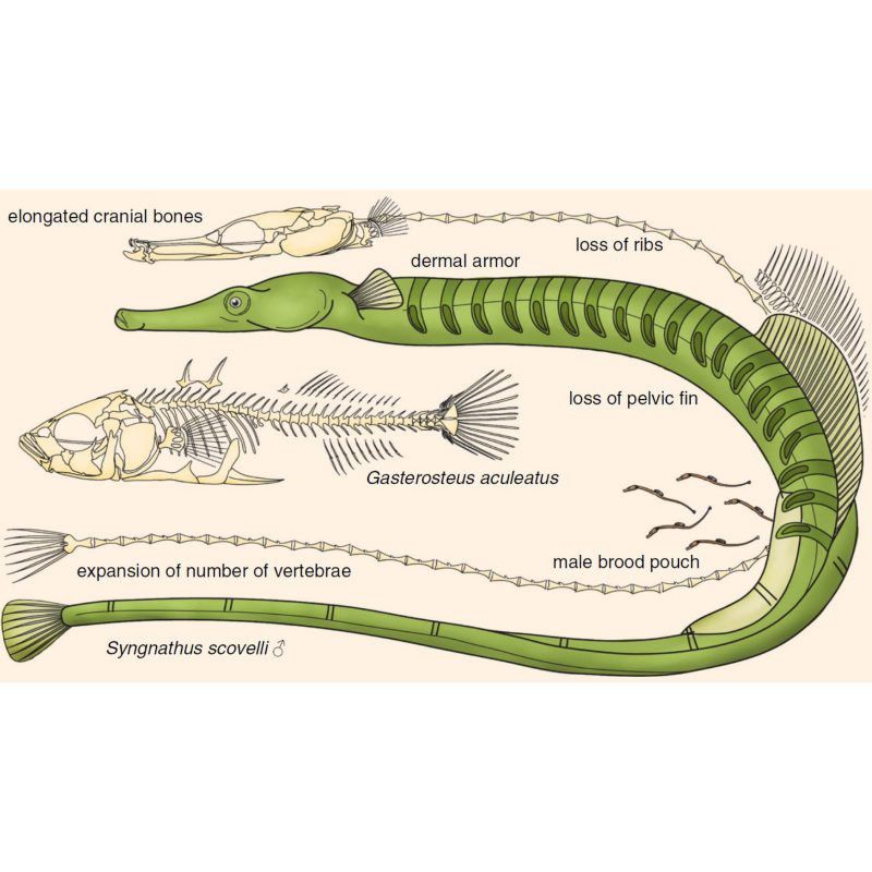 海龍魚是淡水魚嗎