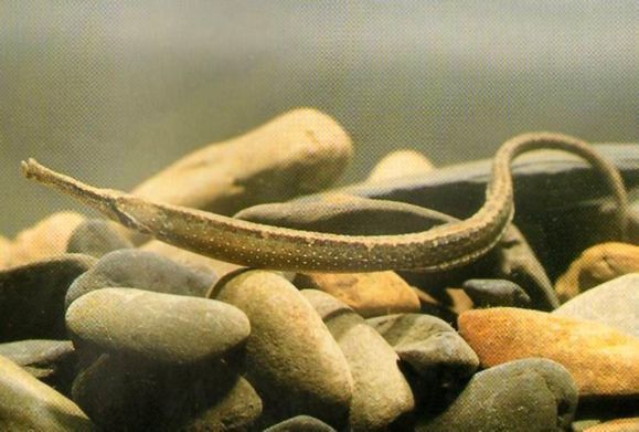 海龍魚是淡水魚嗎