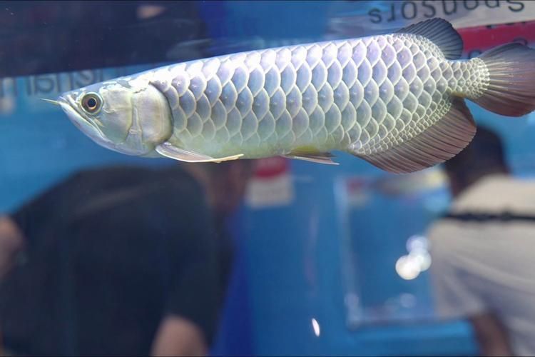 賽級龍魚圖片大全2023