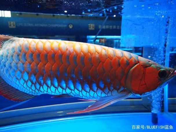 賽級龍魚圖片大全2023