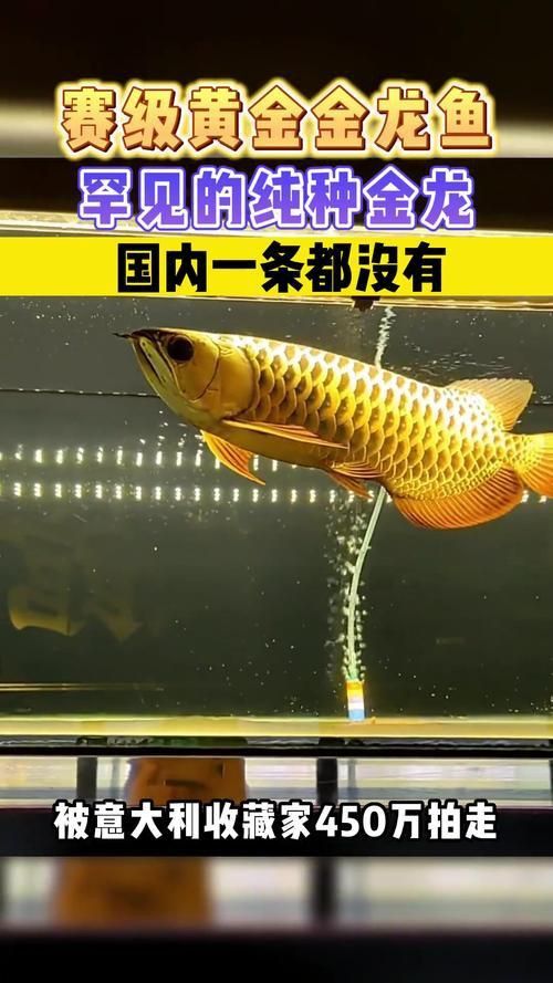 賽級龍魚圖片大全2023
