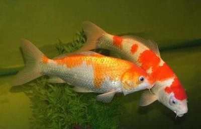 大正錦鯉魚的繁殖技巧，關(guān)于大正錦鯉魚繁殖的基本技巧