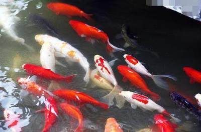 大正錦鯉魚的繁殖技巧，關(guān)于大正錦鯉魚繁殖的基本技巧