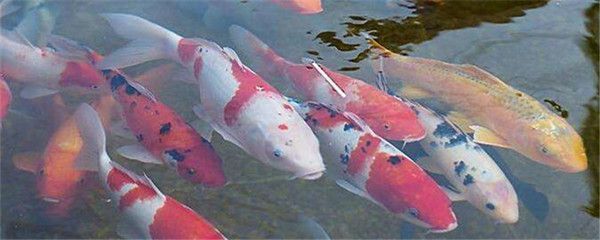 大正錦鯉魚的繁殖技巧，關(guān)于大正錦鯉魚繁殖的基本技巧