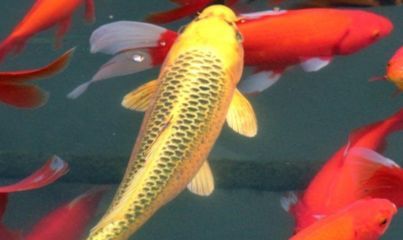 大正錦鯉魚的繁殖技巧，關(guān)于大正錦鯉魚繁殖的基本技巧