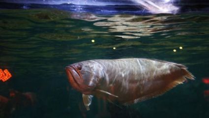 超級紅龍魚：超級紅龍魚的飼養與選購