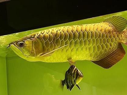 淡水龍魚圖片欣賞