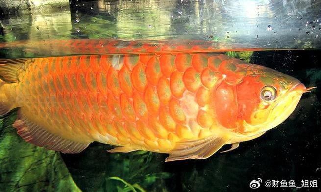 淡水龍魚圖片欣賞