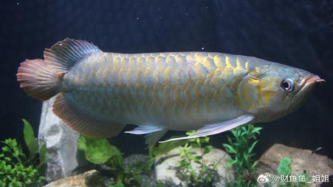 淡水龍魚圖片欣賞