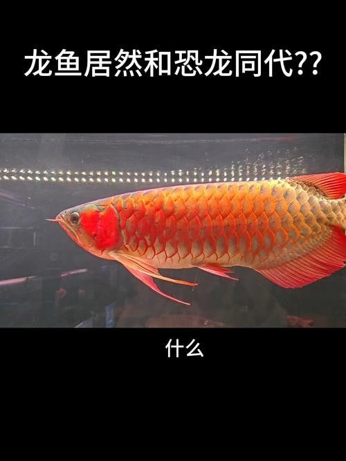 淡水龍魚圖片欣賞