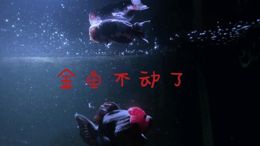金龍魚總是張嘴呼吸